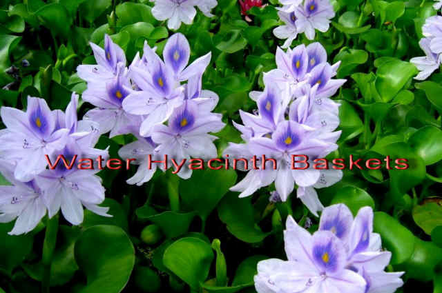 Water Hyacinth